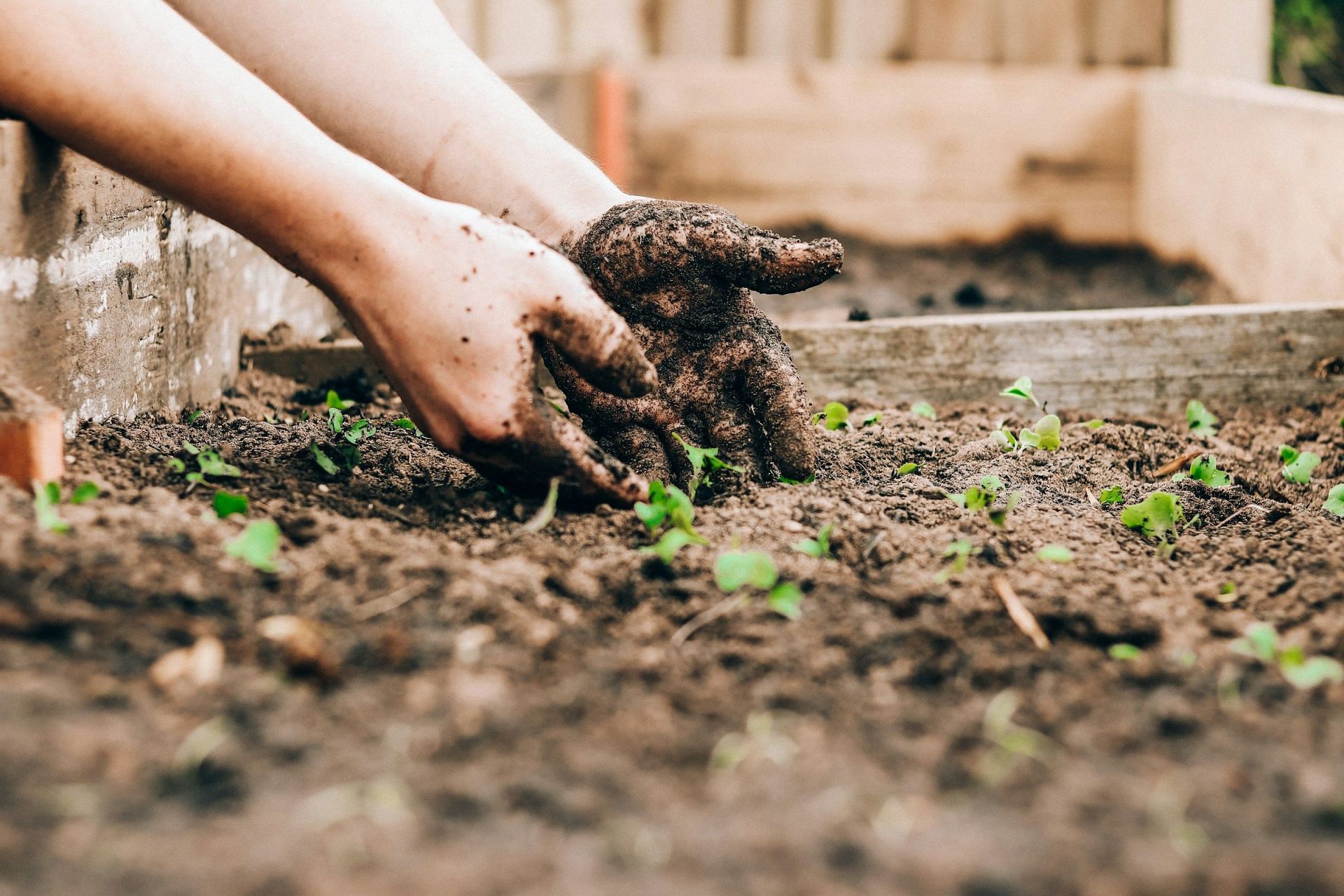 Regrow your vegetables using the roots (Image by Sandie Clarke/Unsplash)